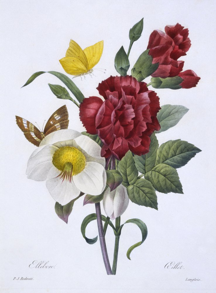 Eisenhut und Nelke, aus 