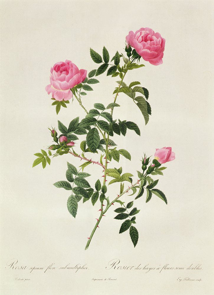 Rosa Sepium Flore Submultiplici von Pierre-Joseph Redouté