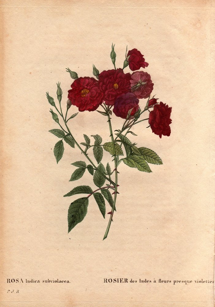 Botanische Tafel, Blume, Rosenvarietät: Indische Rose mit fast violetten Blumen, aus Les Roses, Band 2 von Pierre Joseph Redoute von Pierre-Joseph Redouté