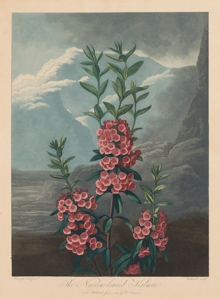 Der Tempel der Flora oder Garten der Natur: Die schmalblättrige Kalmie, Berglorbeer, 1804 von Robert John Thornton