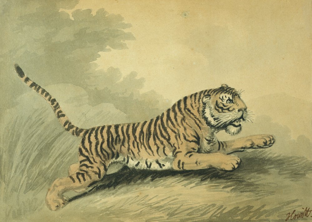 Eine nach rechts springende Tigerin, 1807 von Samuel Howitt
