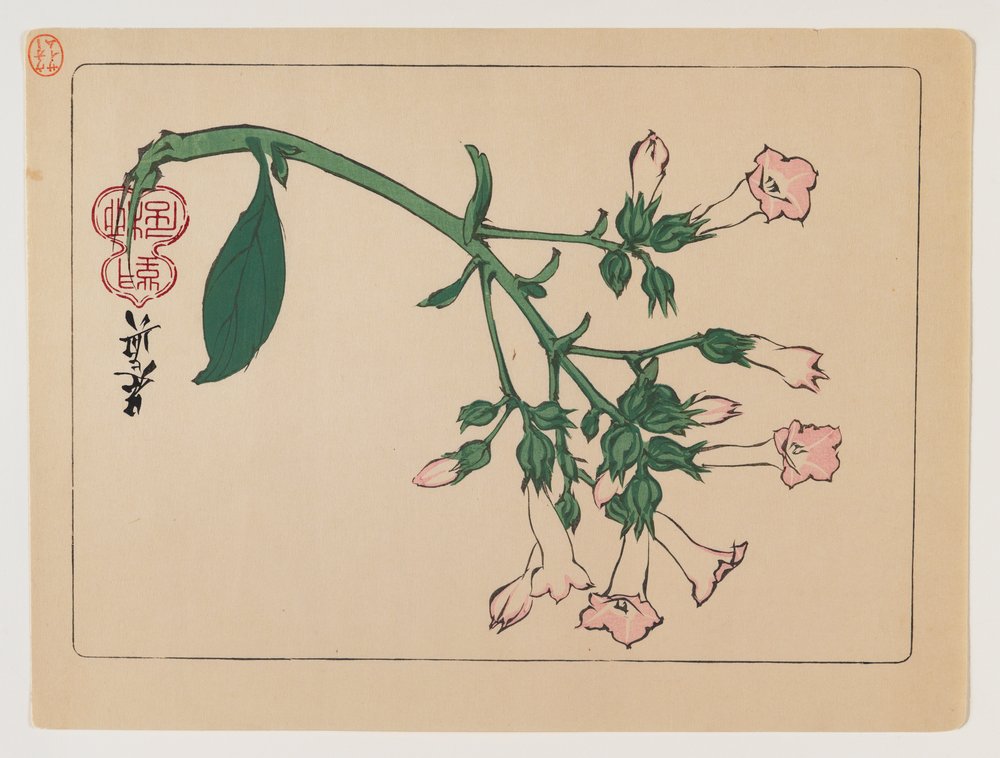 Blühende Pflanze aus der Serie Hana Kurabe, ca. 1880 von Shibata Zeshin
