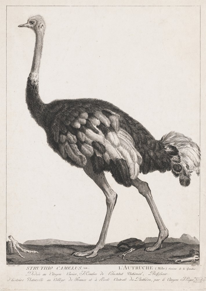 Strauß von Simon Charles Miger