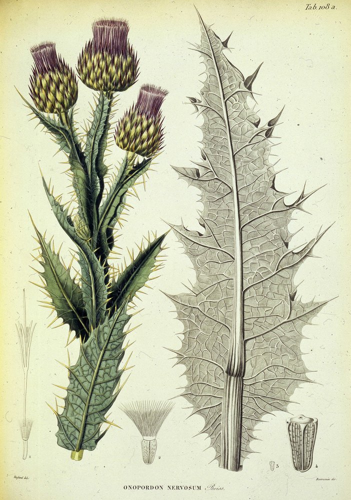 Exemplar von Onopordon. Botanische Tafel aus ""Voyage botanique dans le midi de l