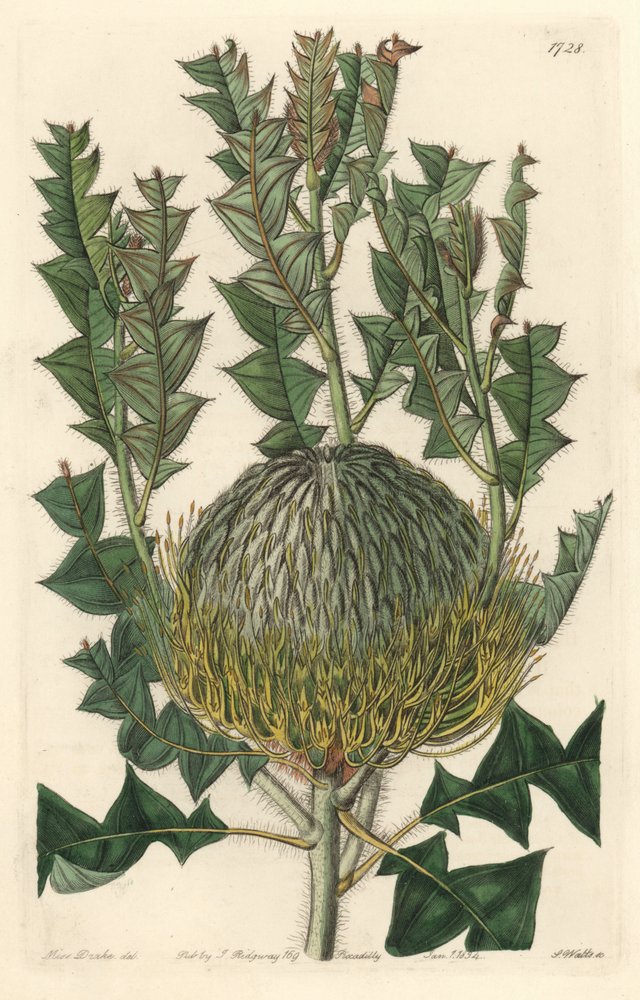 Banksia speciosa, ursprünglich aus Australien - Gravur von S. Watts nach einer Illustration von Sarah Anne Drake (1803-1857), aus dem Botanical Register von Sydenham Teast Edwards