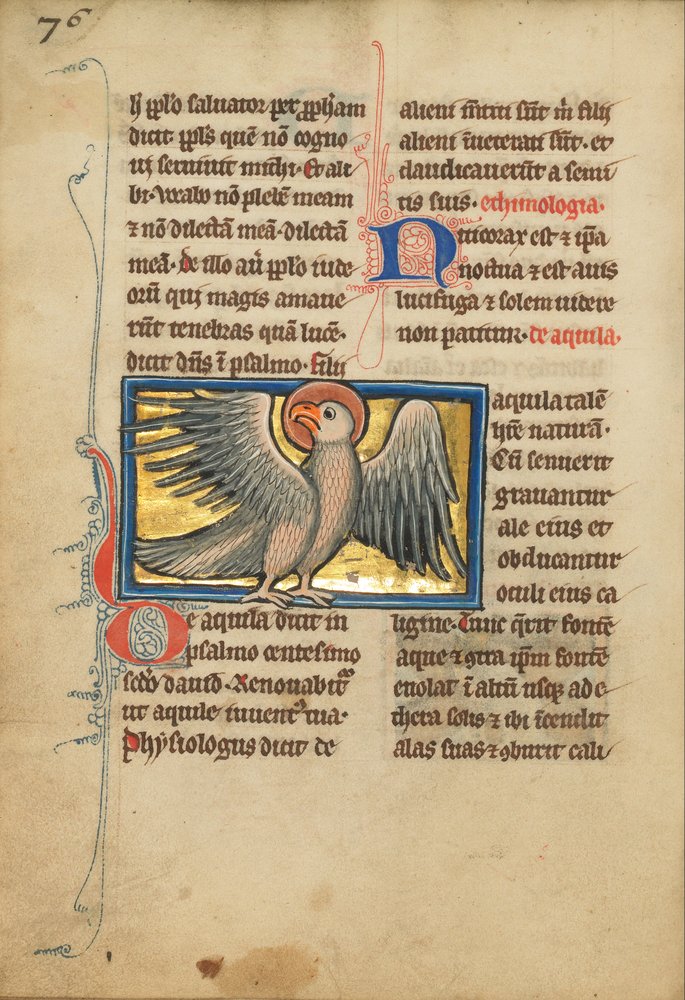 Ein Adler von Unbekannt Unbekannt