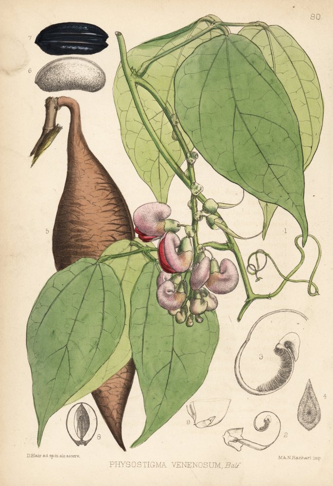 Kalabarbohne oder Ordealbohne, Physostigma venenosum. Handkolorierte ...