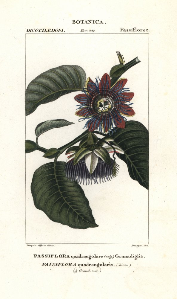 Riesen-Granadilla von Unbekannter Künstler