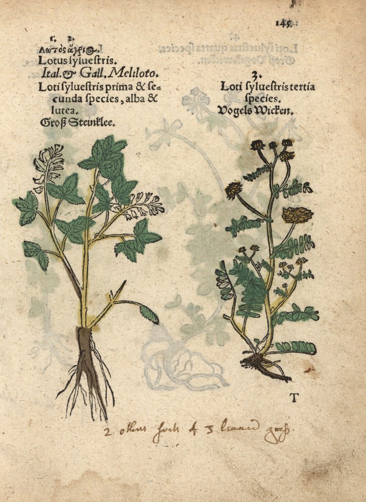 Gelber Steinklee, Melilotus officinalis. Handkolorierter Holzschnitt einer botanischen Illustration aus Adam Lonicer