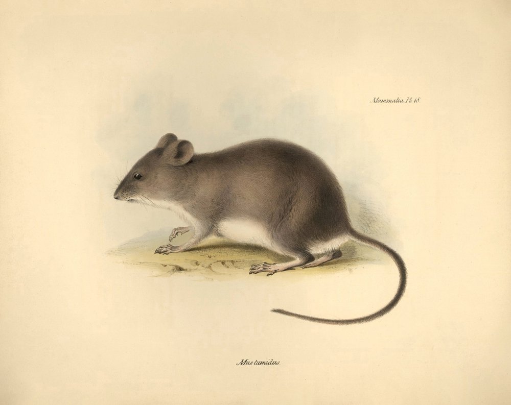 Zoologie: Der „Mus tumidus“ oder Sumpfratte beschrieben von Charles ...