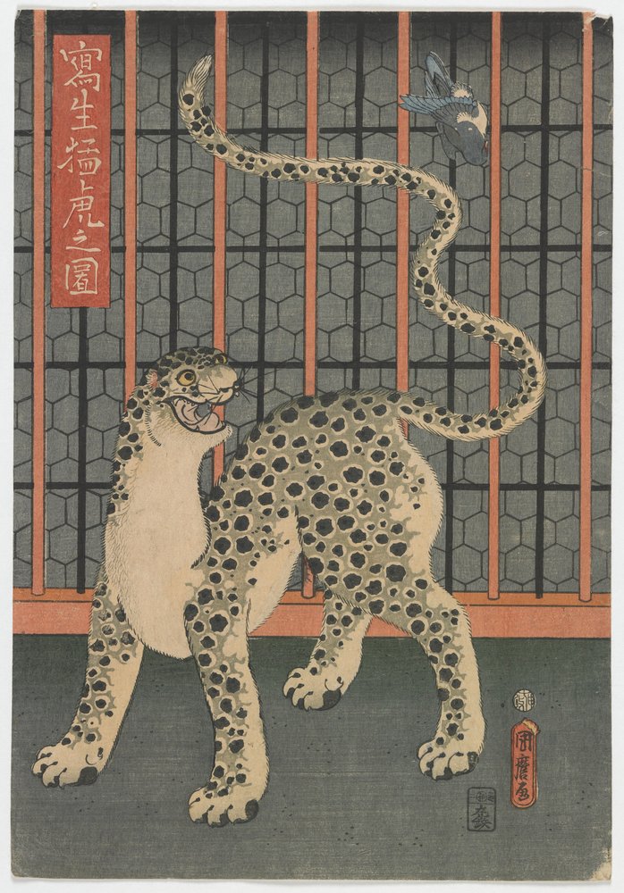Ein Leopard aus dem Leben gezeichnet, Edo-Periode, 1860 von Utagawa Kunimaro