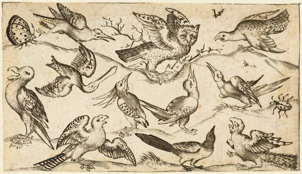 Elf Vögel und zwei Insekten auf minimalem Boden mit Eule mit ausgebreiteten Flügeln, die in der Mitte auf einem Ast sitzt, umgeben von anderen Vögeln, die die Eule necken, aus Douce Ornament Prints Album I von Virgilius the elder (after) Solis