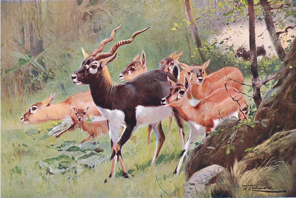 Hirschziegenantilope, aus „Wildlife of the World“, veröffentlicht von Frederick Warne & Co, ca. 1900 von Wilhelm Kuhnert