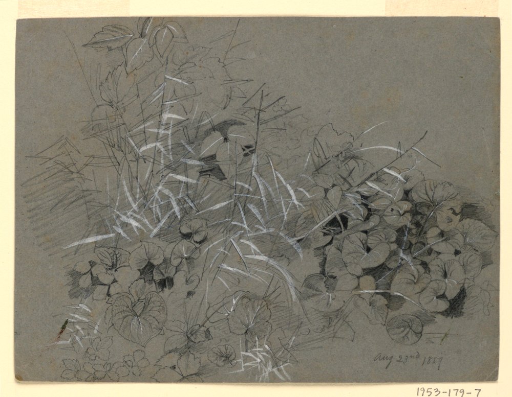 Studie von Veilchenblättern und Gras von William Trost Richards