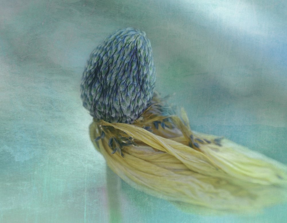 Weiche blaue Blüte von Adriana Kastelan