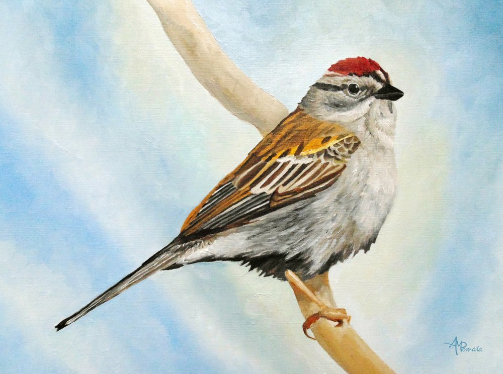 Spatz auf Ast von Angeles M. Pomata