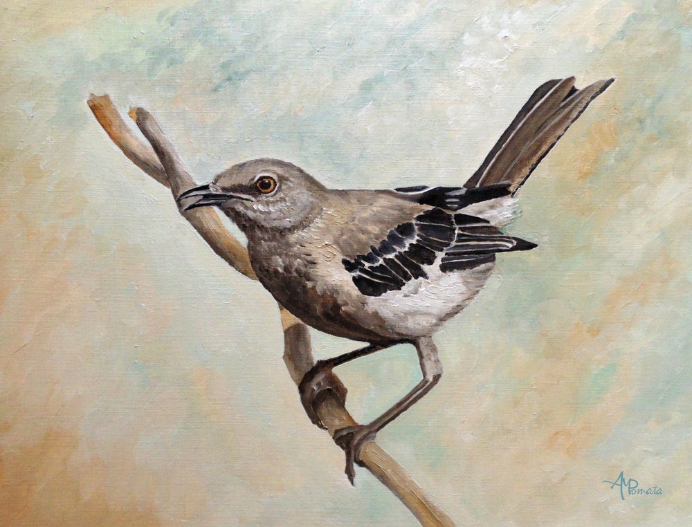 Spottdrossel auf dem Ast von Angeles M. Pomata