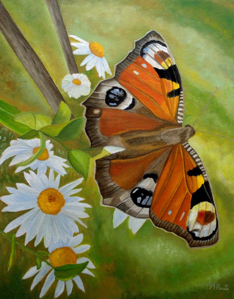 Pfauenfalter und Gänseblümchen von Angeles M. Pomata