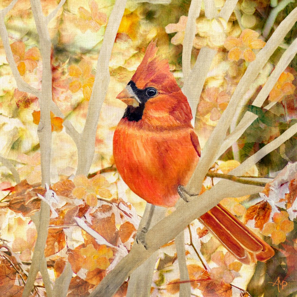 Roter Kardinal in Herbstlaub von Angeles M. Pomata