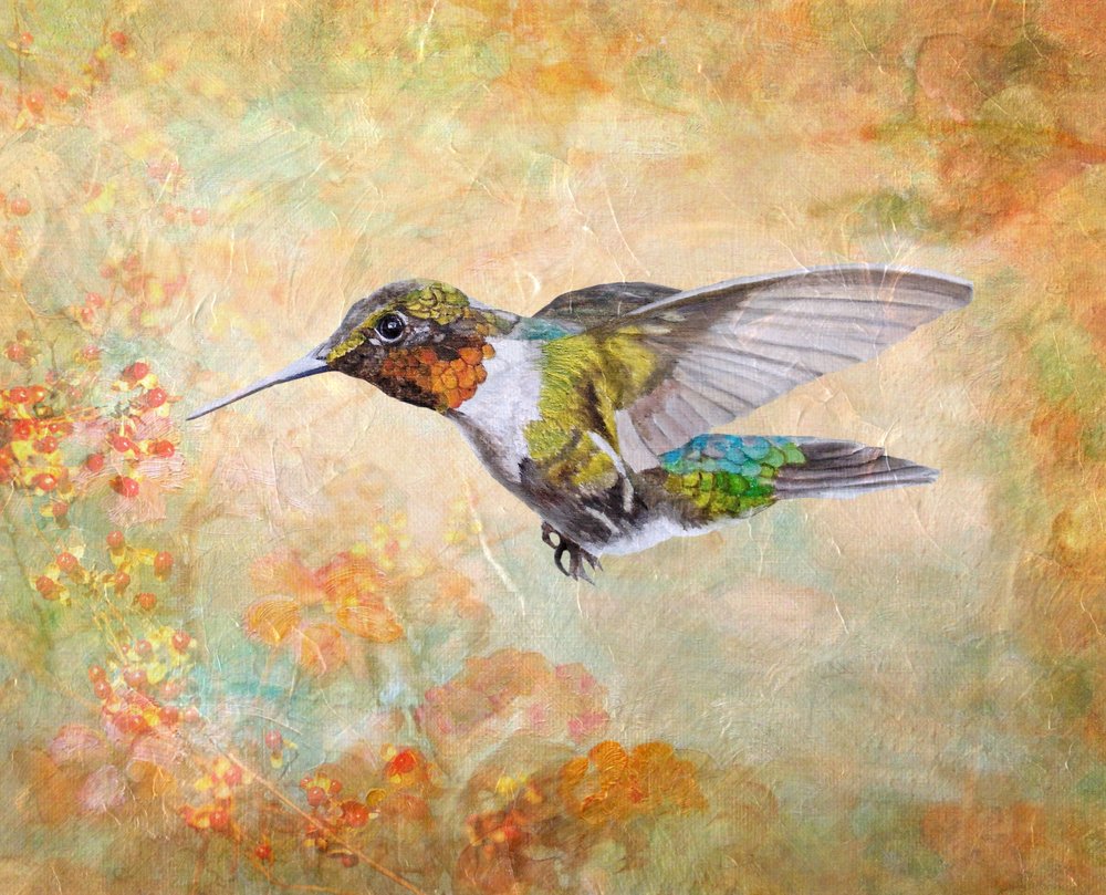 Rubinkehlkolibri von Angeles M. Pomata