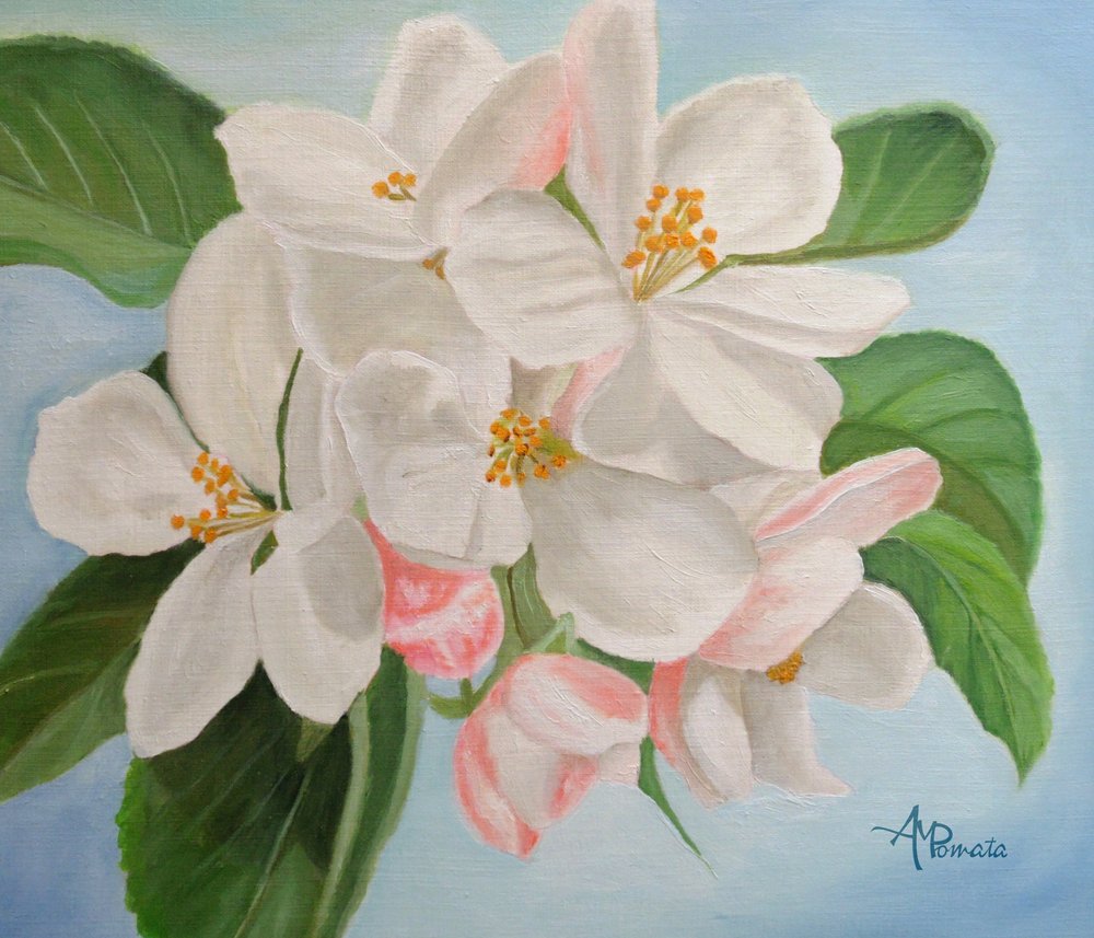Weiße Apfelblüten von Angeles M. Pomata