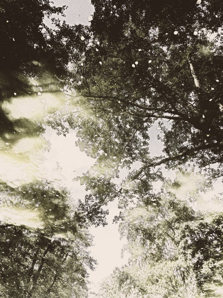 Träumerisches Waldlicht von Angelo Cerantola