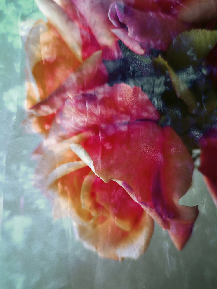 Träumerische rosa Rosen von Angelo Cerantola
