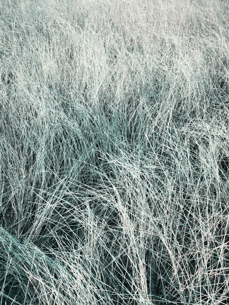 Fließendes silbernes Gras von Angelo Cerantola