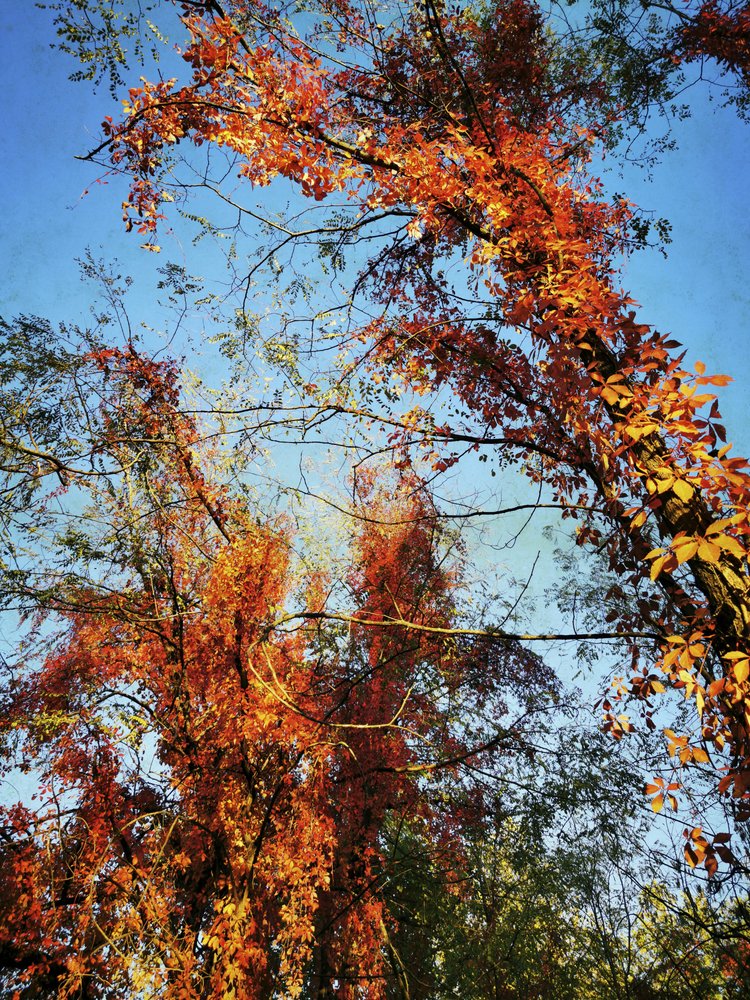 Lebendiges Herbstlaub von Angelo Cerantola