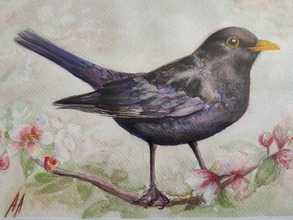 Amsel und Kirschblüten von Annette Armitage
