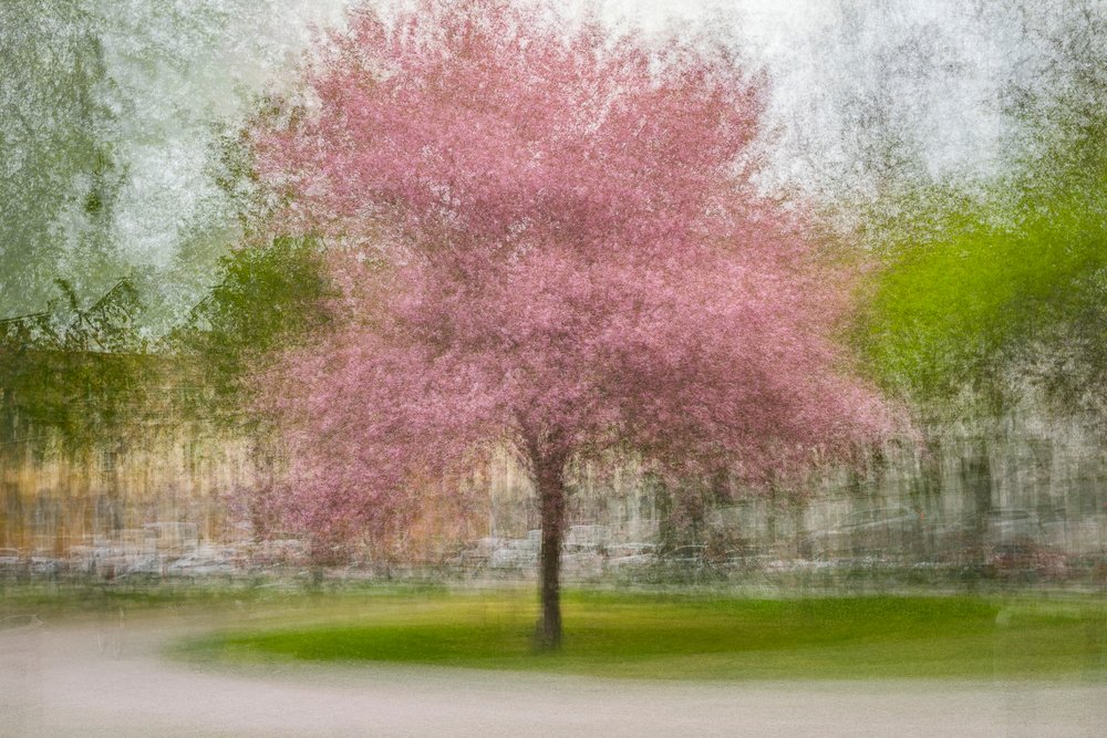 Verschwommener rosa Frühlingsbaum von Arne Östlund
