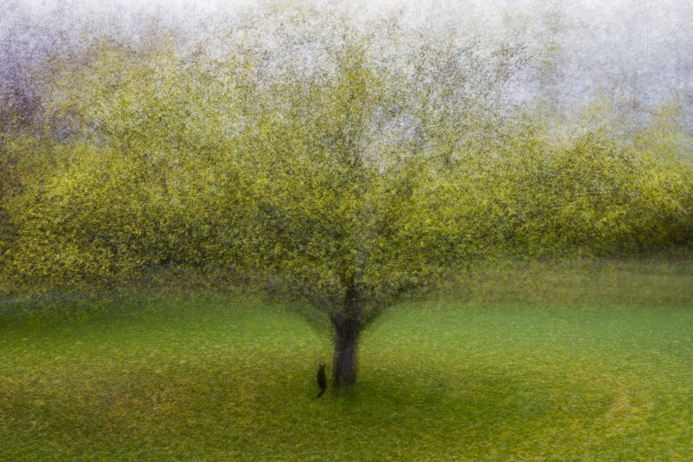Träumender Grüner Baum von Arne Östlund