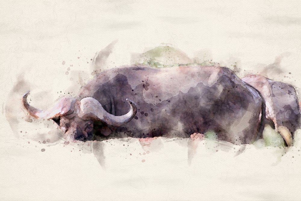 Afrikanischer Büffel Aquarell von Arno Du Toit