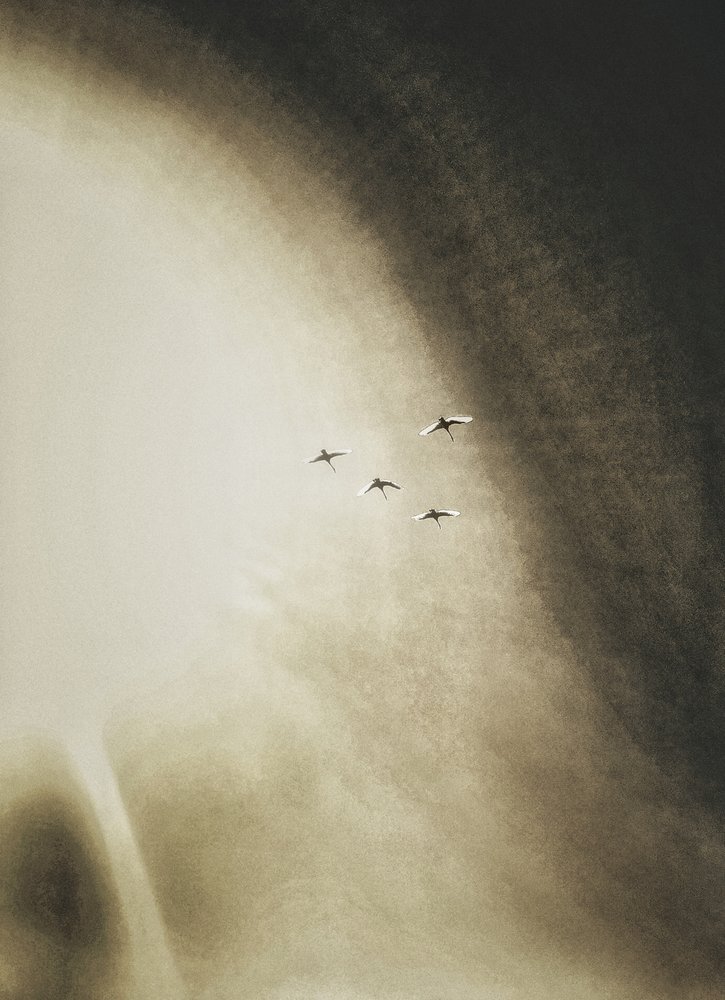 Vögel am Himmel von Artur Politov