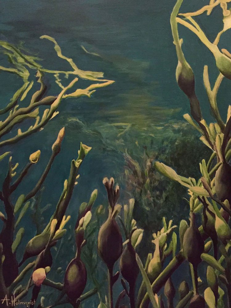 Unterwasser-Kelpwald von Borgenhag Holmqvist