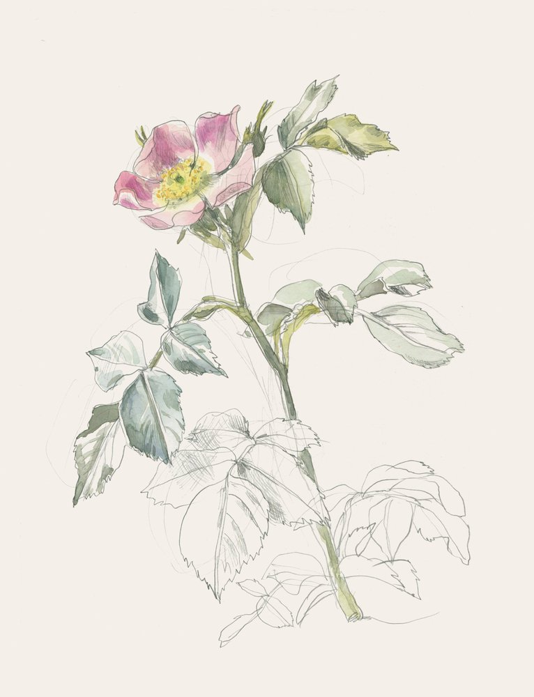 Zarte rosa Wildrose von Catalina Somolinos