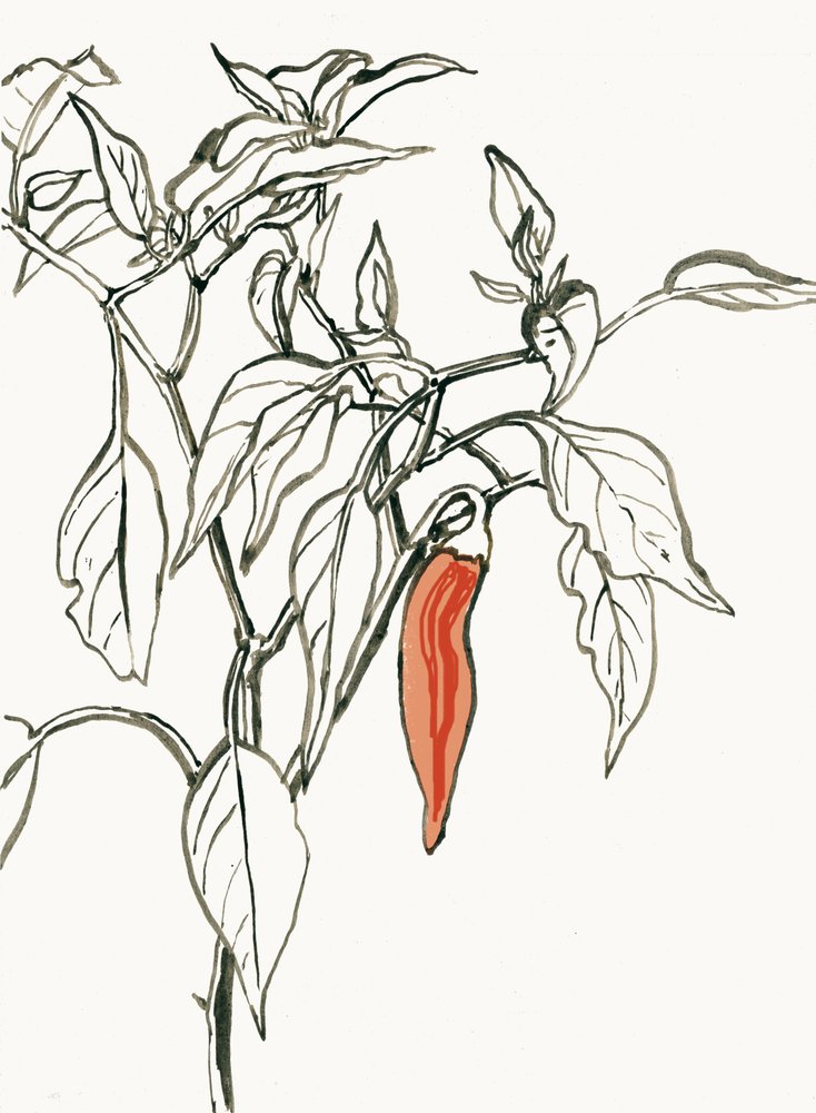 Lebendige Chili-Zeichnung von Catalina Somolinos