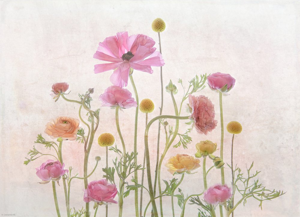 Sanfte Rosa Ranunkeln von Catherine Wang
