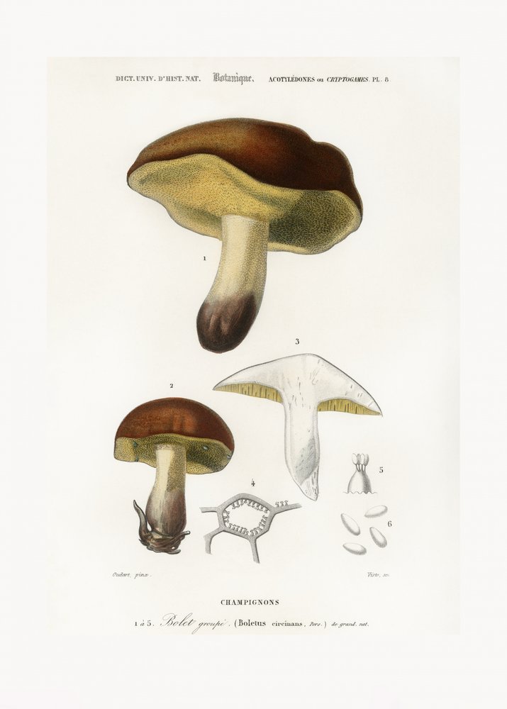 Pilz (Boletus circinans) von Charles Dessalines D