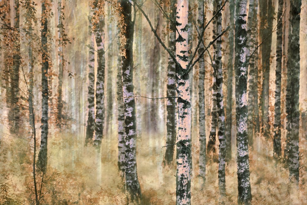 Herbstlicher Birkenwald von Christina Sillen