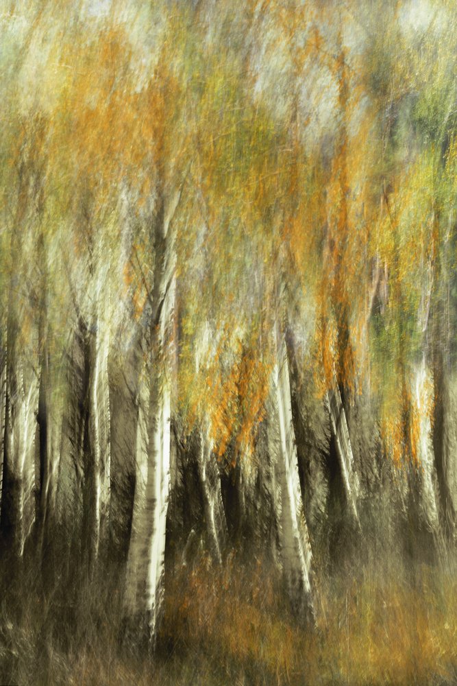 Verschwommene Herbstbirken von Christina Sillen