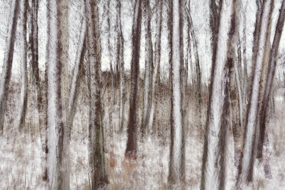 Verschwommene Winterbäume von Christina Sillen
