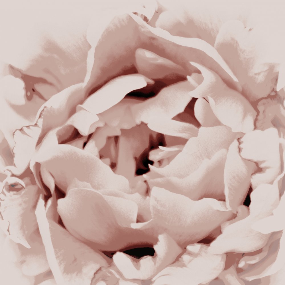 Rosa Pfingstrose von Christina Sillen