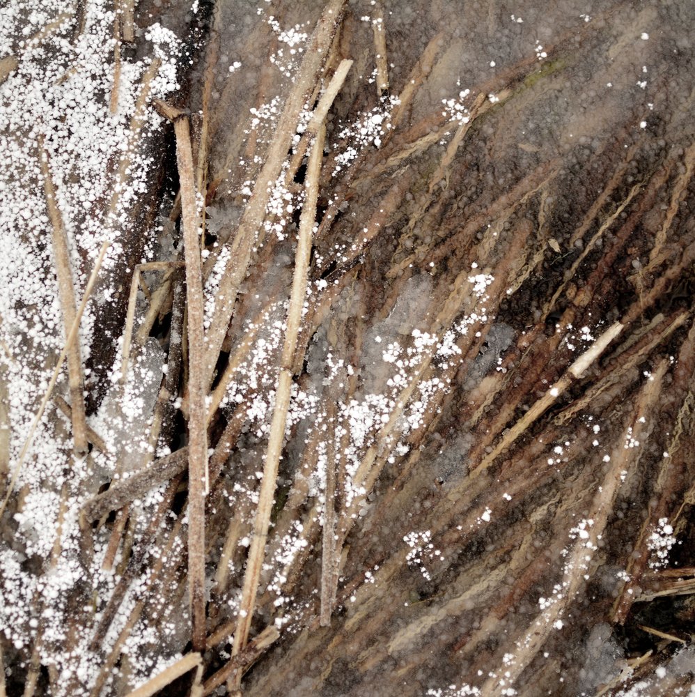 Zarte Gefrorene Stängel von Christina Sillen