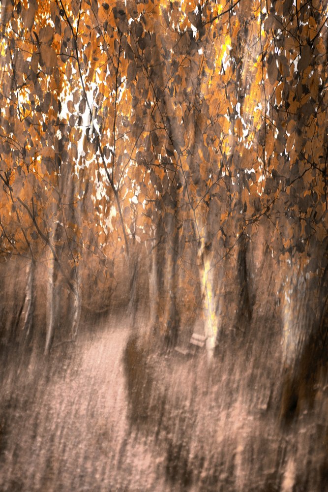 Träumiger Herbstwaldweg von Christina Sillen