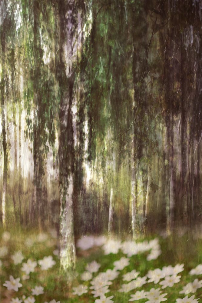 Träumender Birkenwald von Christina Sillen
