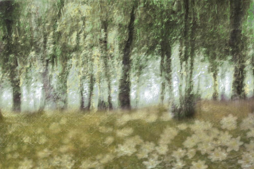 Träumende Waldblumen von Christina Sillen