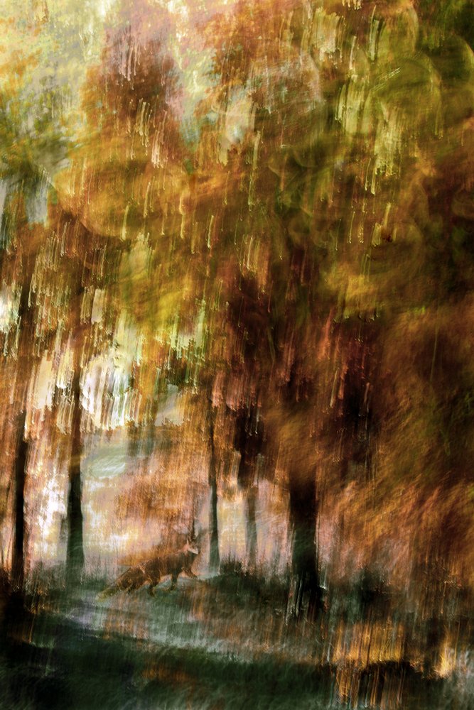 Träumerischer Waldfuchs von Christina Sillen