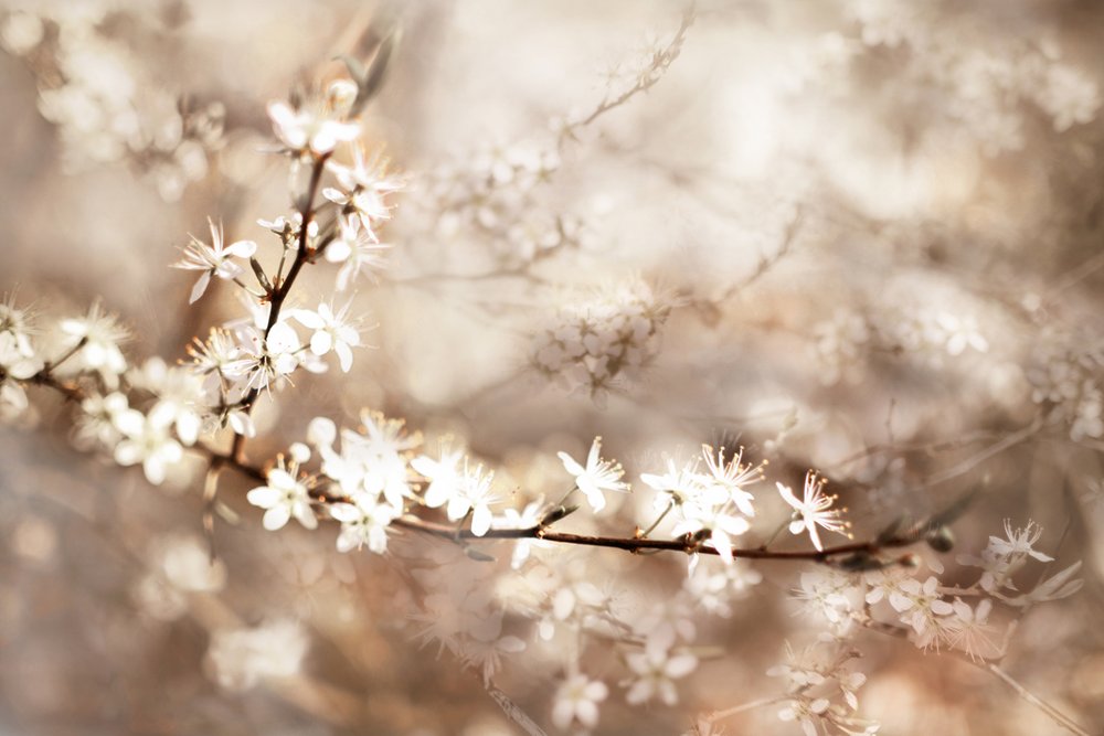 Träumige Weiße Blüten von Christina Sillen