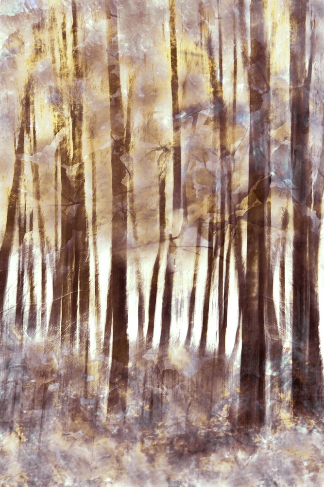 Ätherischer Winterwald von Christina Sillen